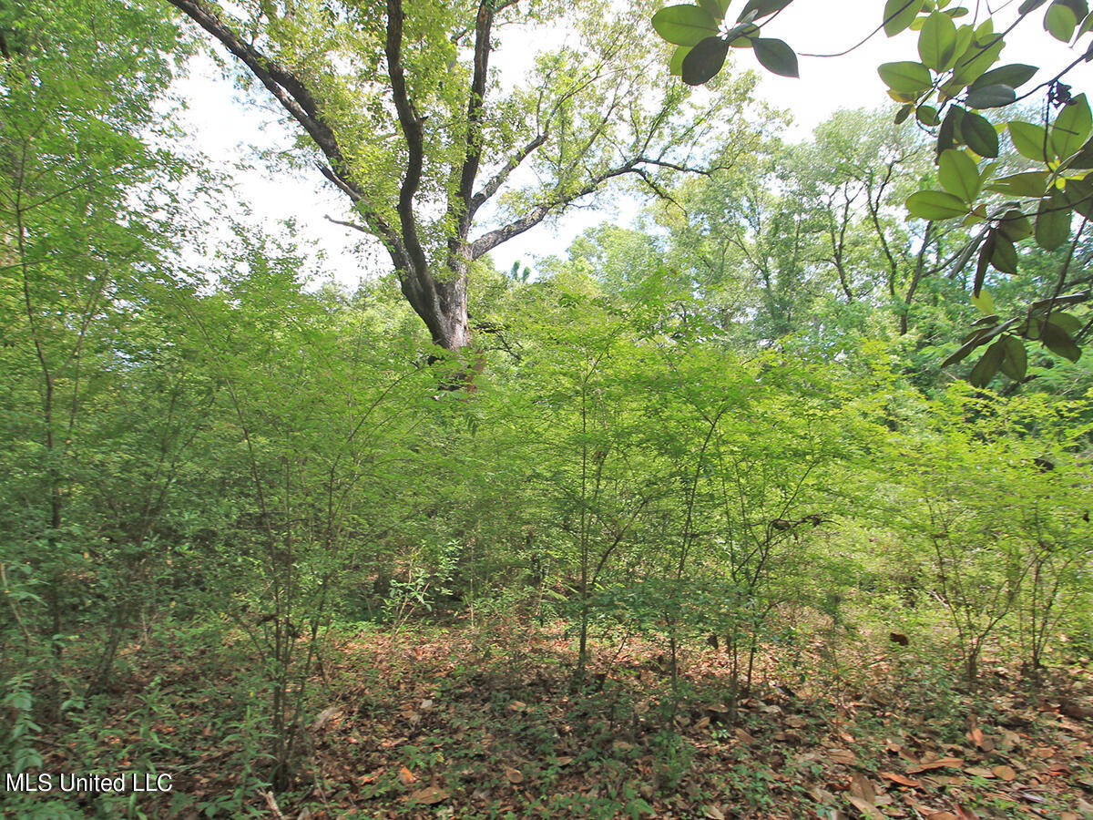 2123 Union Church Road Lucedale, MS 39452 - Photo 5 of 12 land 2