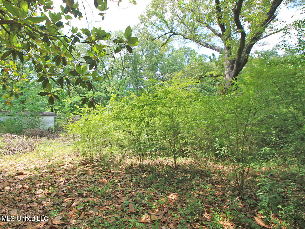 2123 Union Church Road Lucedale, MS 39452 - Photo 7 of 12 land 5