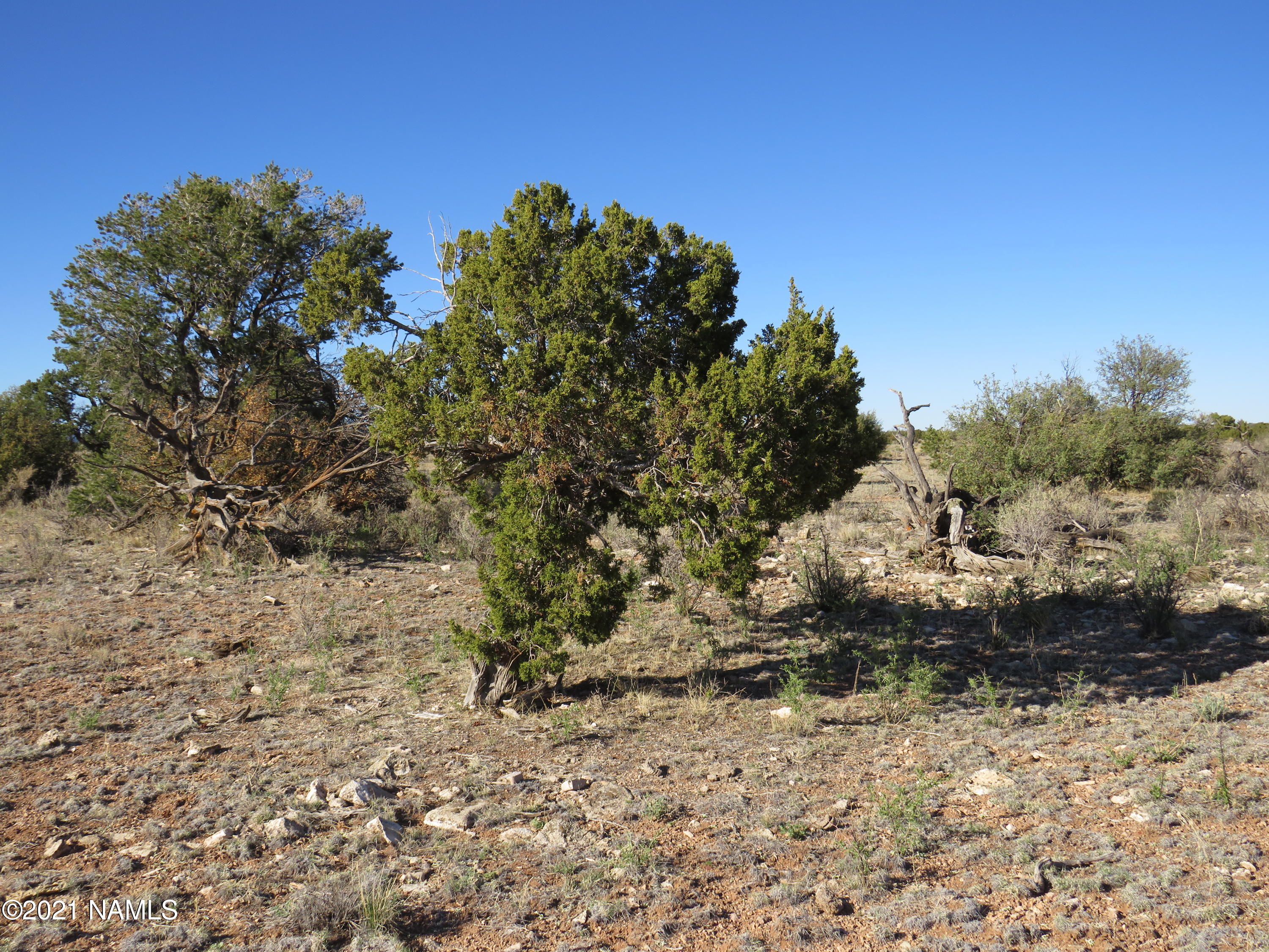 2150 Red Butte Road Williams, AZ 86046 - Photo 21 of 27 a view of a yard with a tree