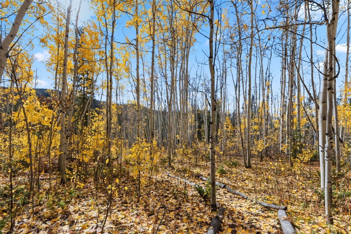 5364 Meadow Creek Road Tabernash, CO 80478 - Photo 19 of 30 a view of yard with trees