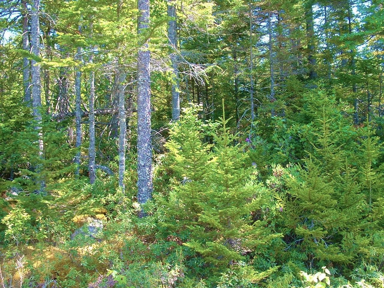 Lot 7 Duck Cove Road Roque Bluffs, ME 04654 - Photo 1 of 8 View of Lot