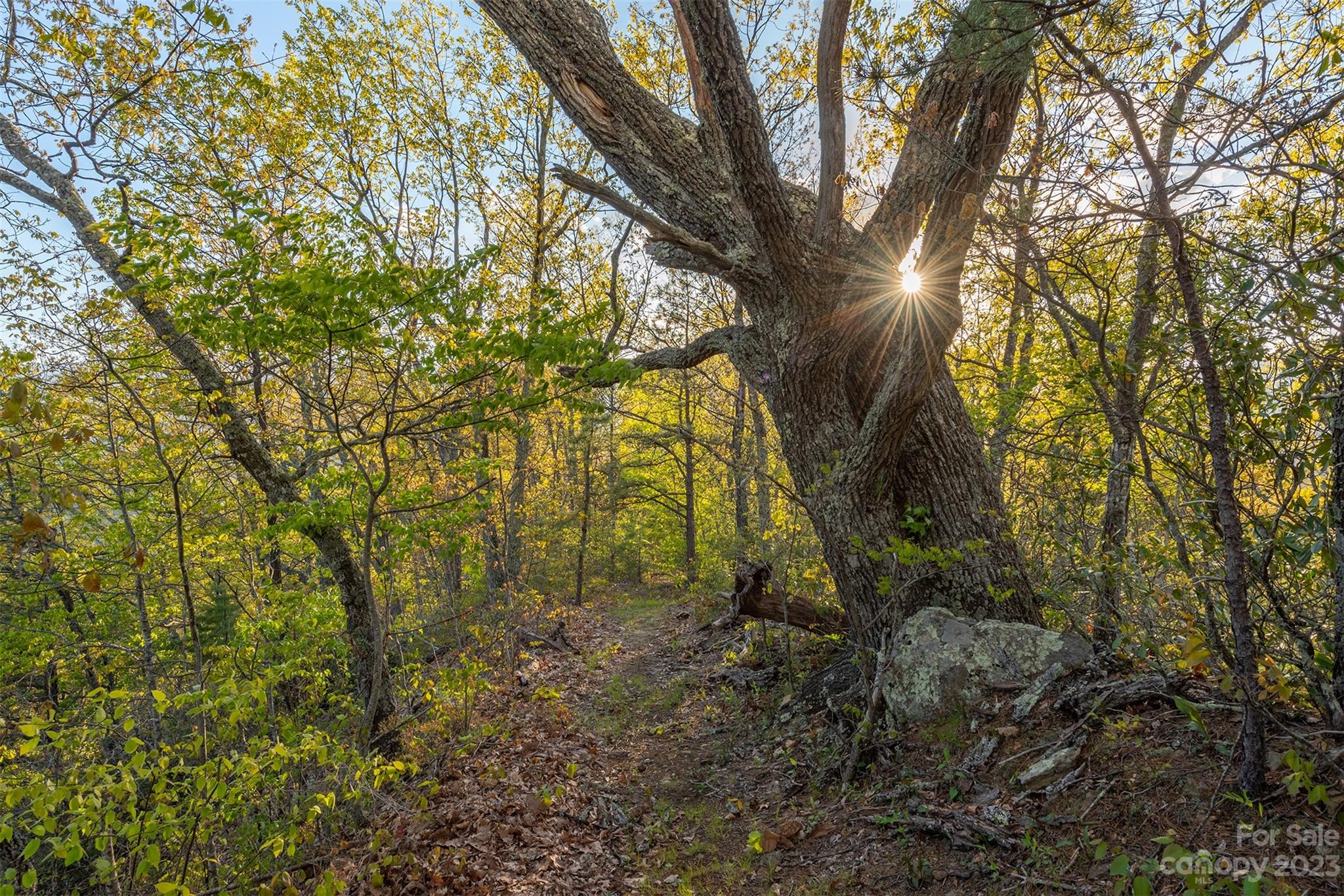 685 Talbot Drive Canton, NC 28716 - Photo 39 of 48 a view of forest