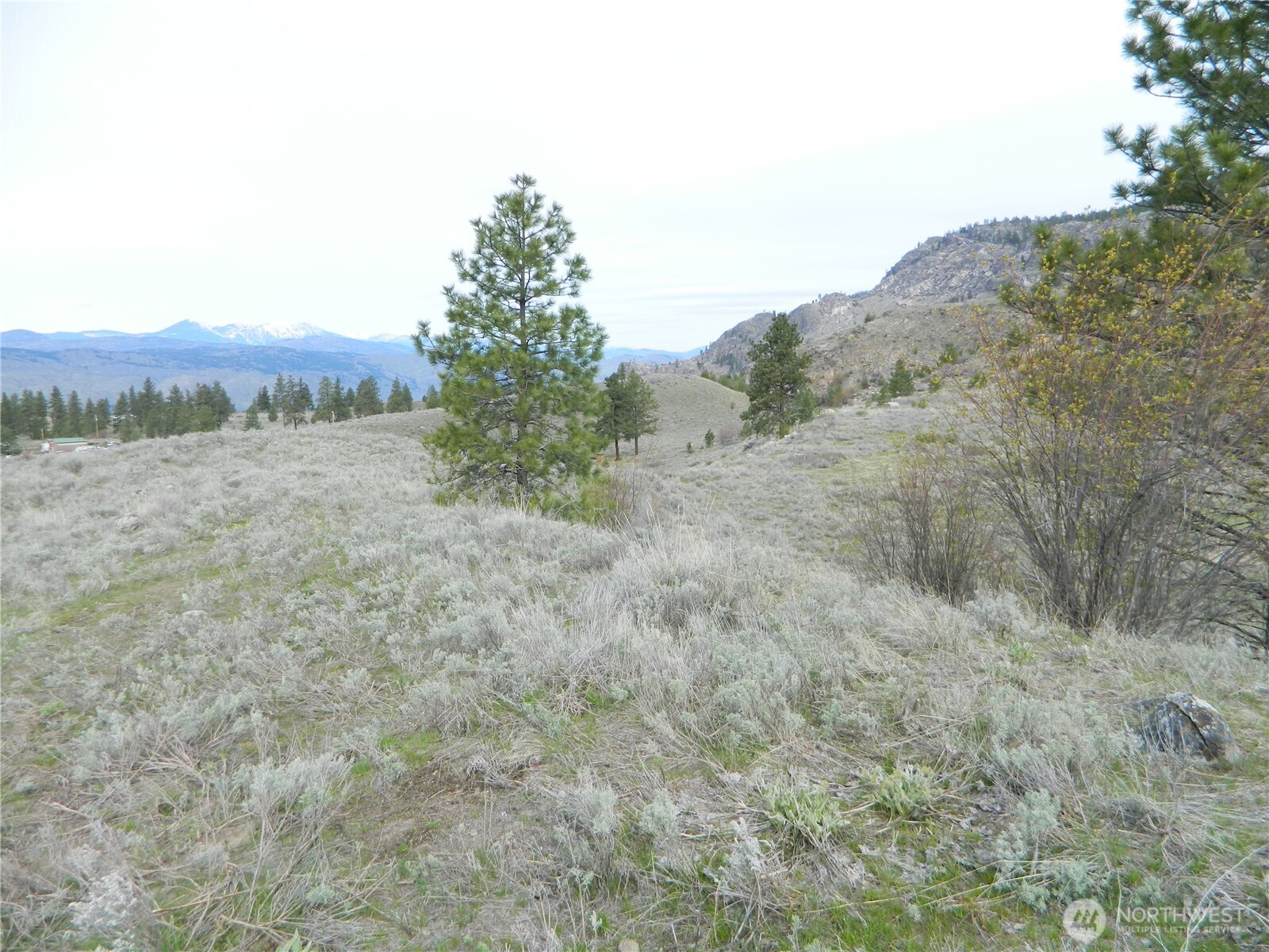 0 Tbd Six Gun Way Oroville, WA 98844 - Photo 10 of 14 a view of a dry yard with trees in the background