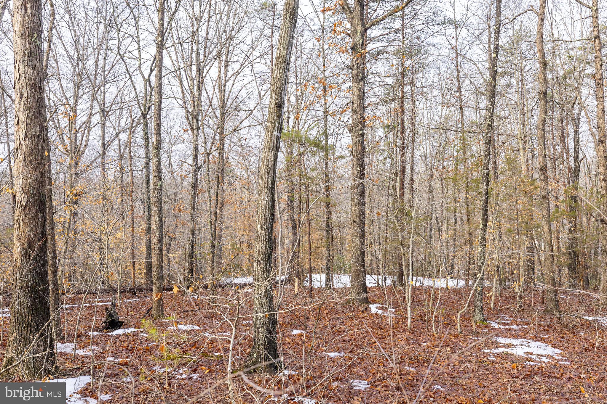 2481 Yanceyville Road Louisa, VA 23093 - Photo 60 of 66