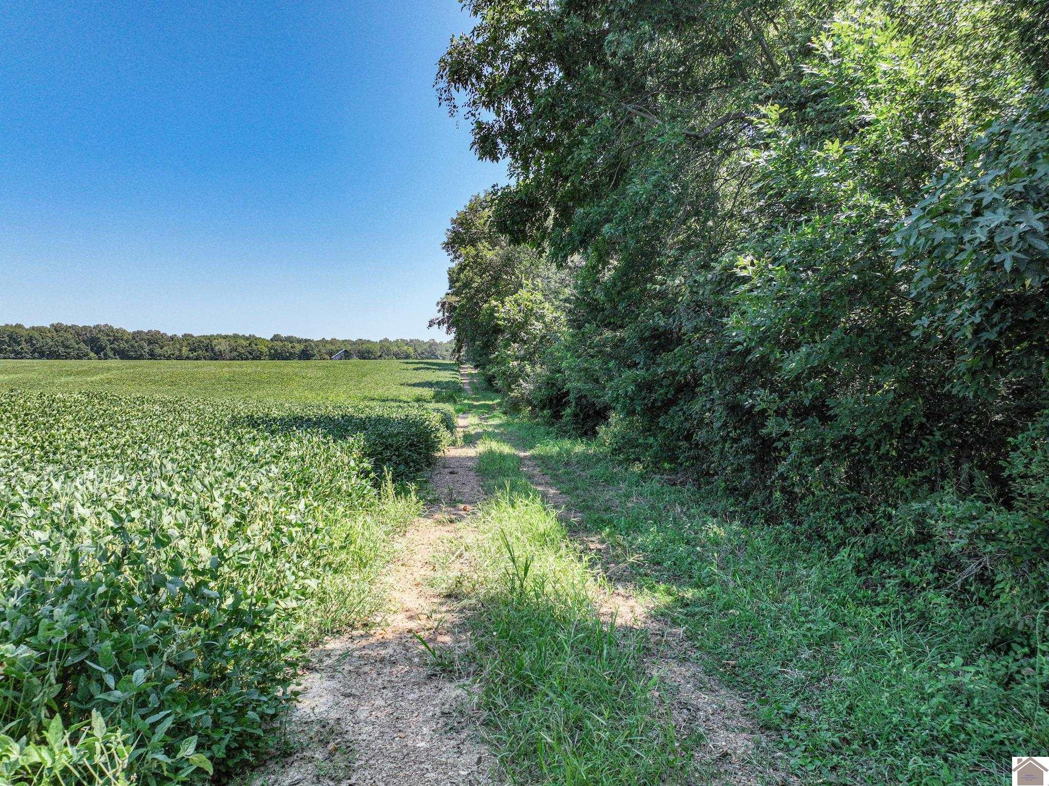 0 Steve Denton Road Barlow, KY 42024 - Photo 6 of 6 Photo 6