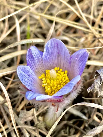 $225,000 | Tbd 300th Street, Beardsley, MN 56211