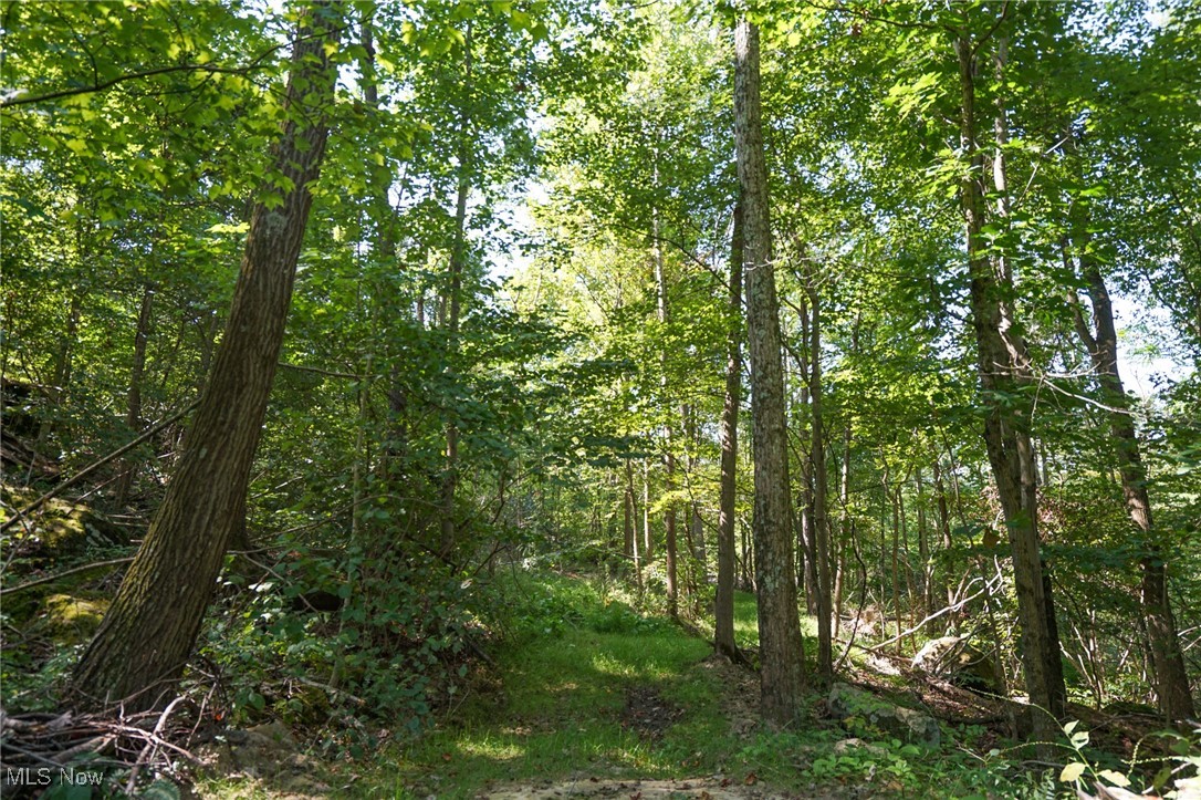 Johnson Run Road Kimbolton, OH 43749 - Photo 11 of 36 View of nature