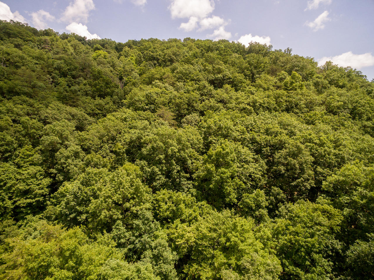 866 Avondale Hollow Road Rutledge, TN 37861 - Photo 22 of 36 D6