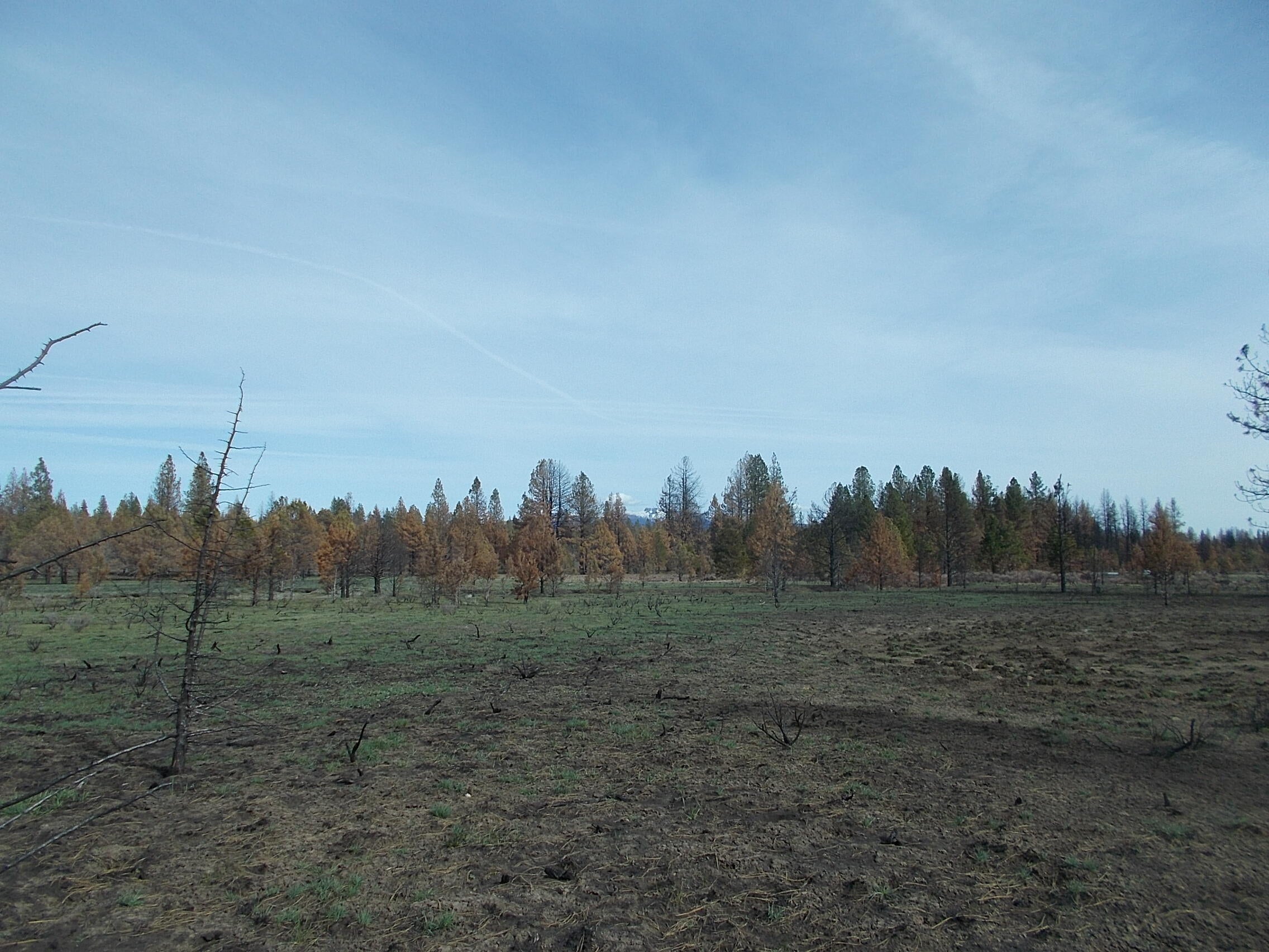Lot 2100 Bamford Road Bly, OR 97622 - Photo 5 of 12 meadow