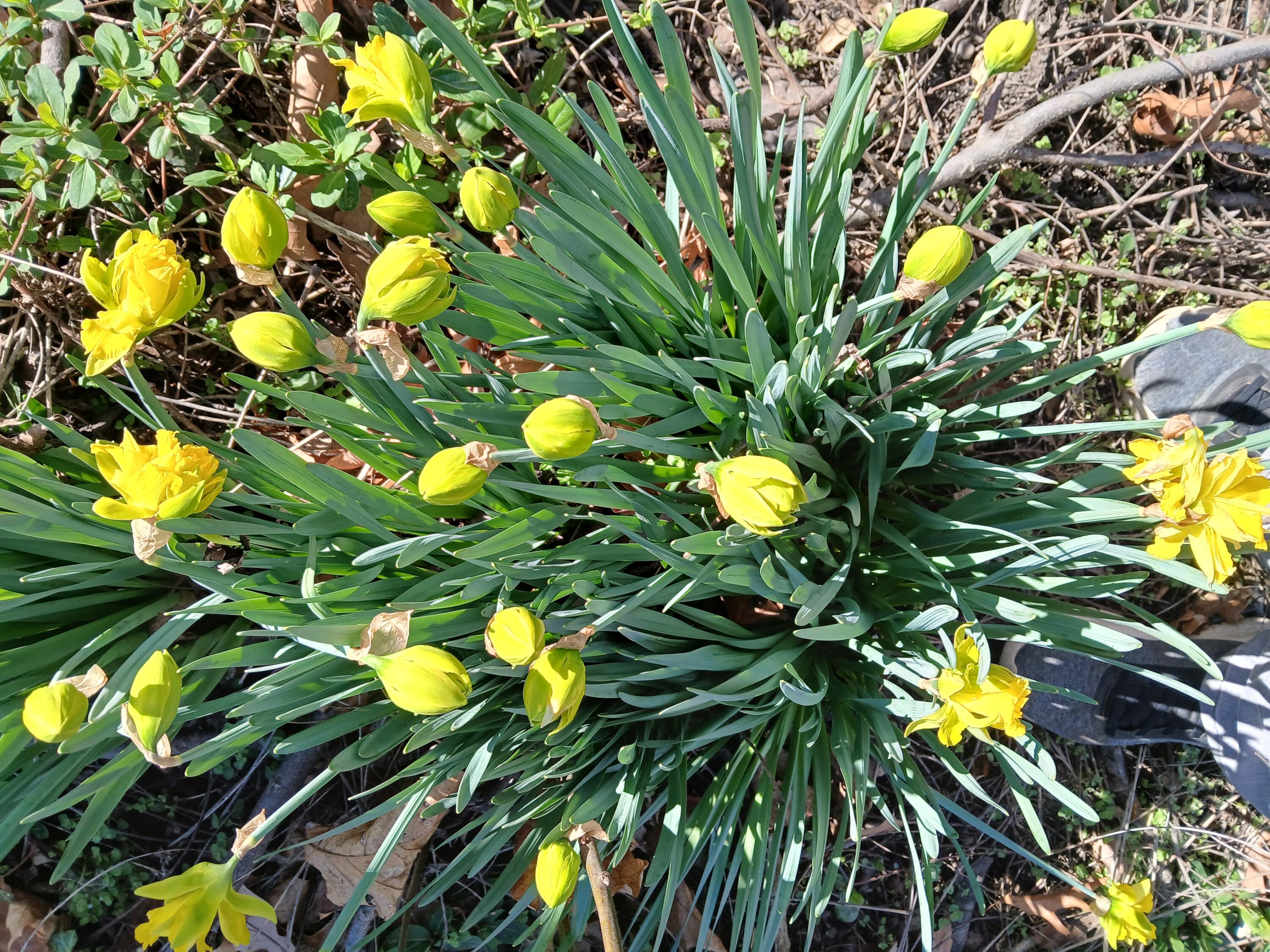 0 Church Avenue Southeast Roanoke, VA 24013 - Photo 3 of 5 a view of a tree