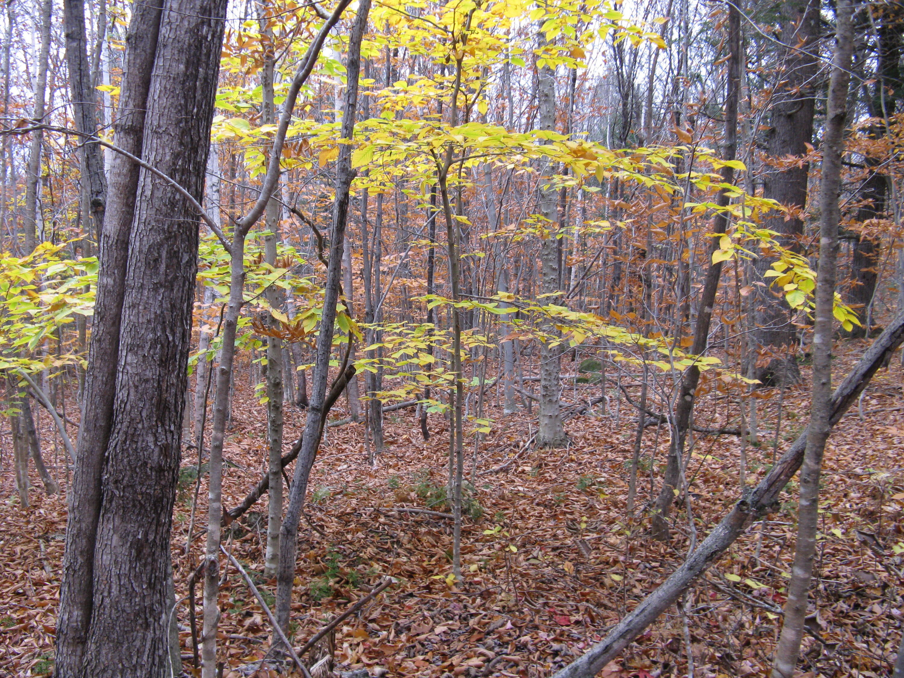04 Map Road Peru, ME 04290 - Photo 7 of 18 IMG_2600