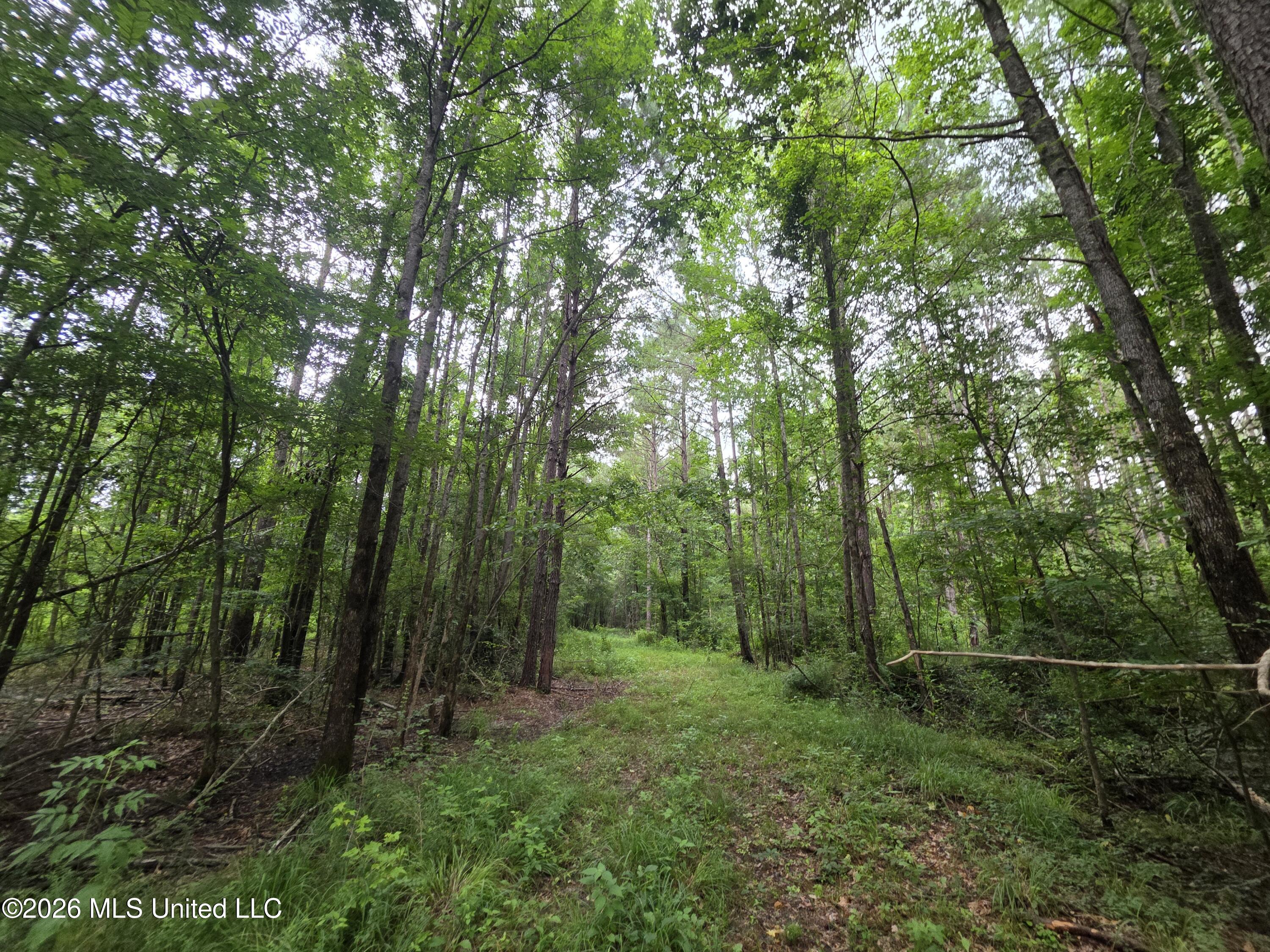 244 Foster Road Sontag, MS 39665 - Photo 90 of 105 35755