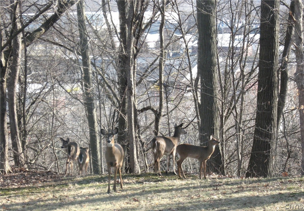 126 Jay Street Sullivan, NY 13037 - Photo 38 of 38 Backyard wildlife.