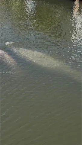 $5,300 | 11 Flamingo Road, Key Largo, FL 33037