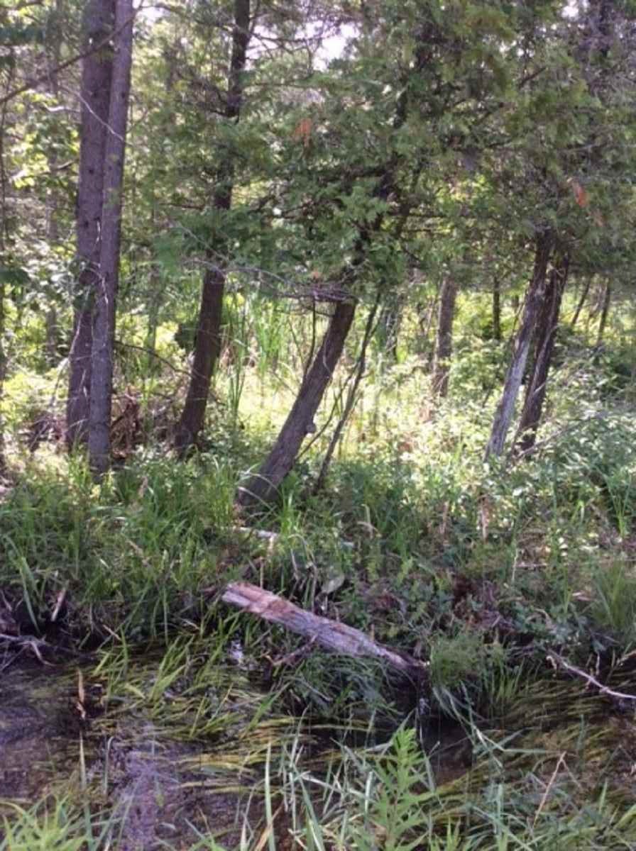 4827 North 15 Road Mesick, MI 49668 - Photo 13 of 29 1877683-12.JPG