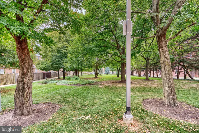 a view of a trees in a park