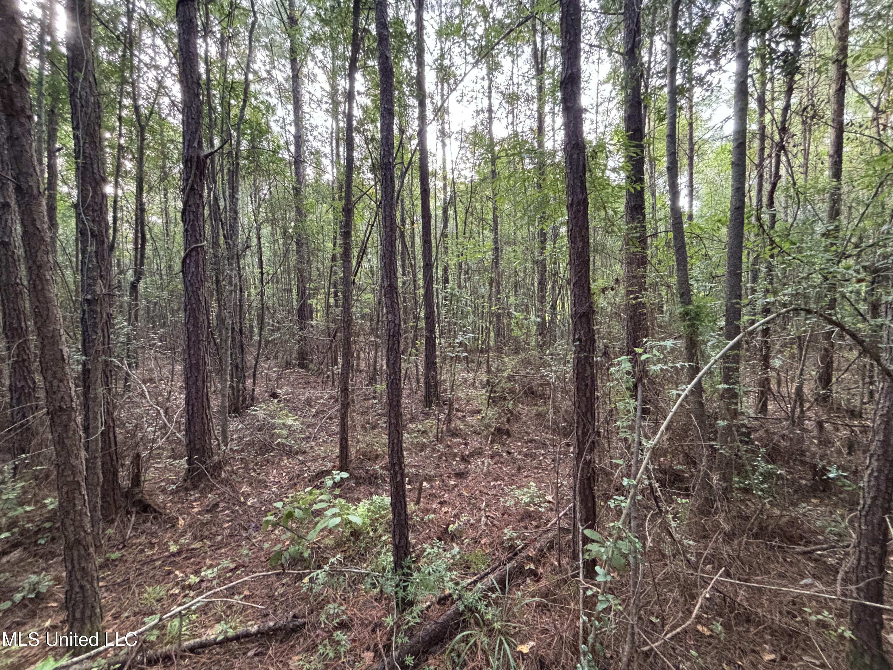 0 Burnt Bridge Road Ellisville, MS 39437 - Photo 5 of 25 IMG_0671
