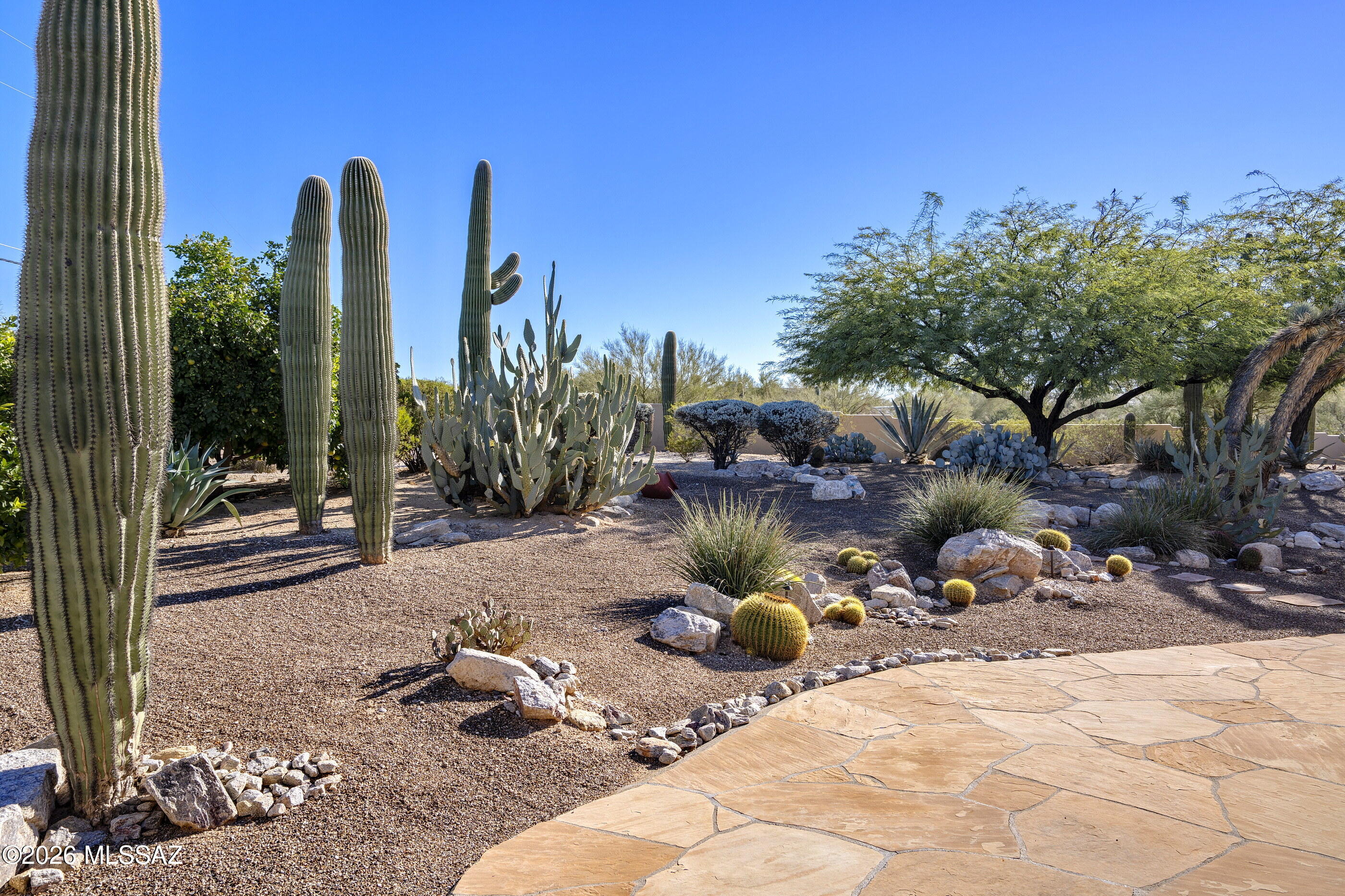 715 West Panorama Road Tucson, AZ 85704 - Photo 13 of 34 Saguaro Studded Lot