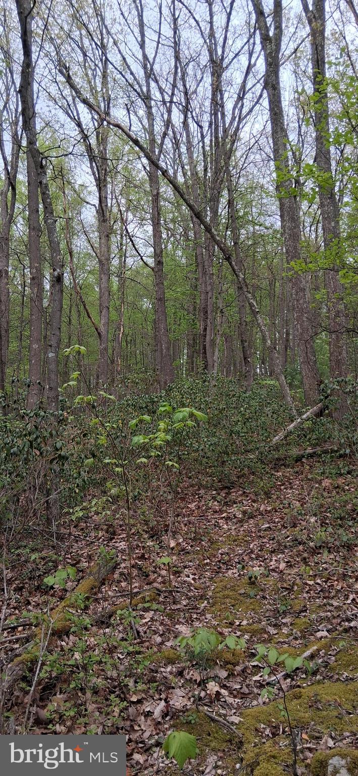 0 Teaberry Road Bedford, PA 15522 - Photo 21 of 28 a big yard with lots of green space and trees