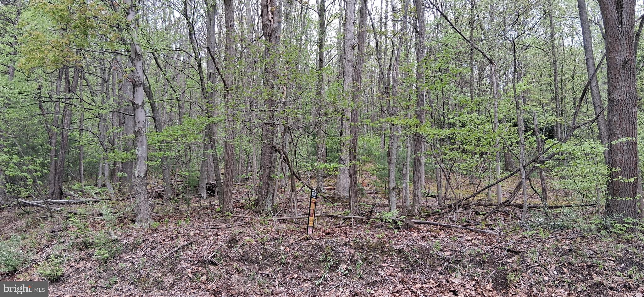 0 Teaberry Road Bedford, PA 15522 - Photo 22 of 28 a view of a forest filled with trees