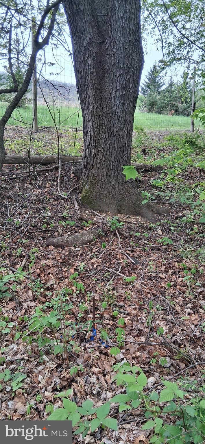 0 Teaberry Road Bedford, PA 15522 - Photo 27 of 28 a view of a yard with a tree