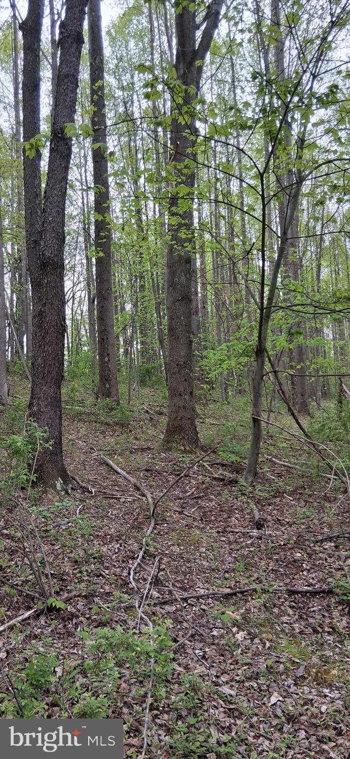 0 Teaberry Road Bedford, PA 15522 - Photo 9 of 28 a view of a forest with trees