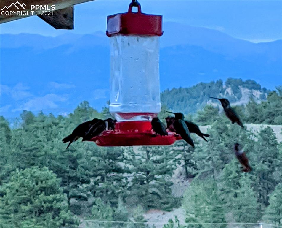 656 Witcher Mtn. Road Guffey, CO 80820 - Photo 34 of 41