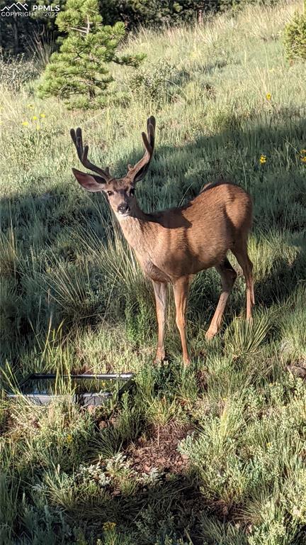 656 Witcher Mtn. Road Guffey, CO 80820 - Photo 40 of 41