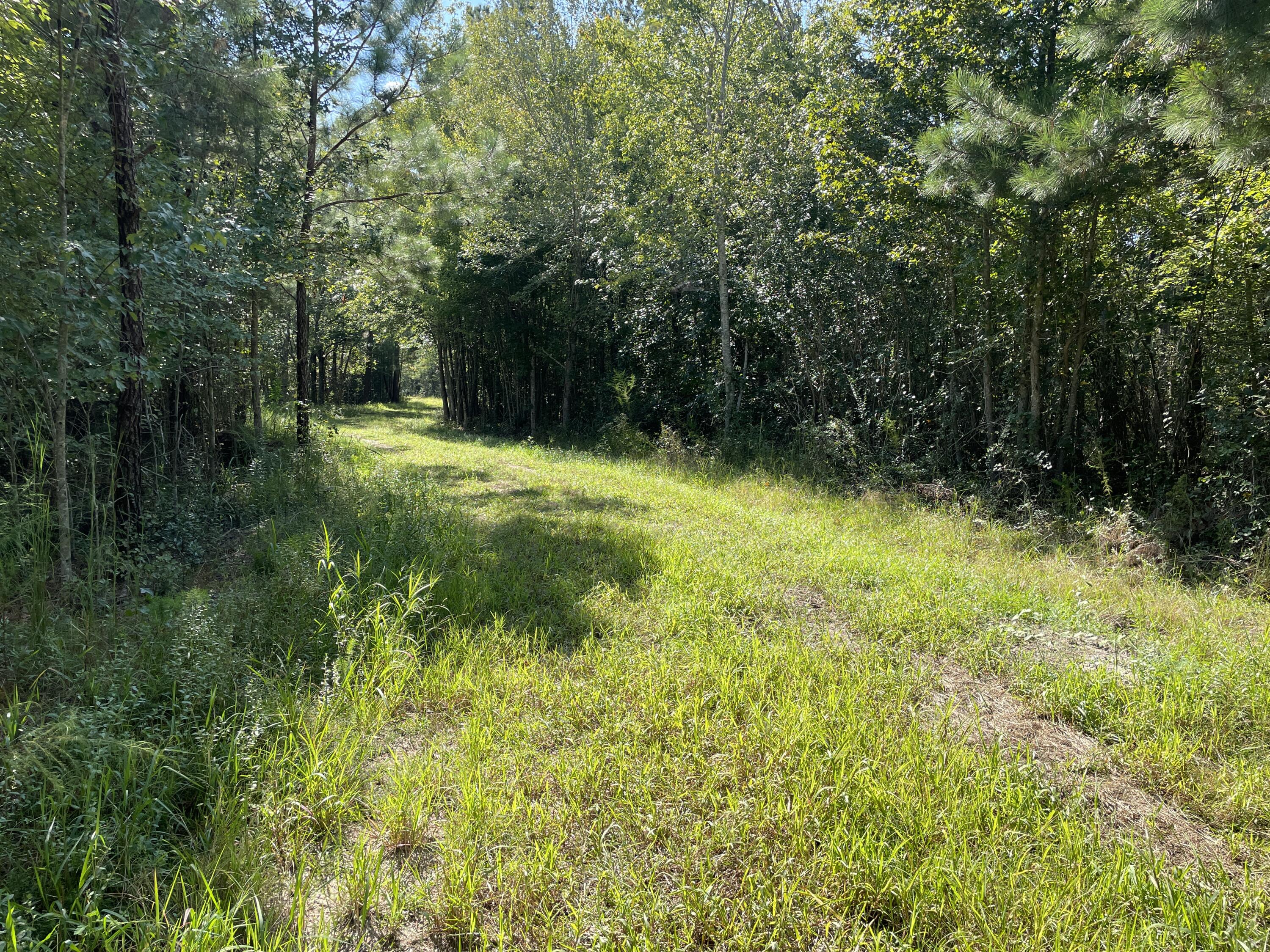 0 Daniel Betty Road Reevesville, SC 29471 - Photo 11 of 24 Photo Sep 15, 15 51 35