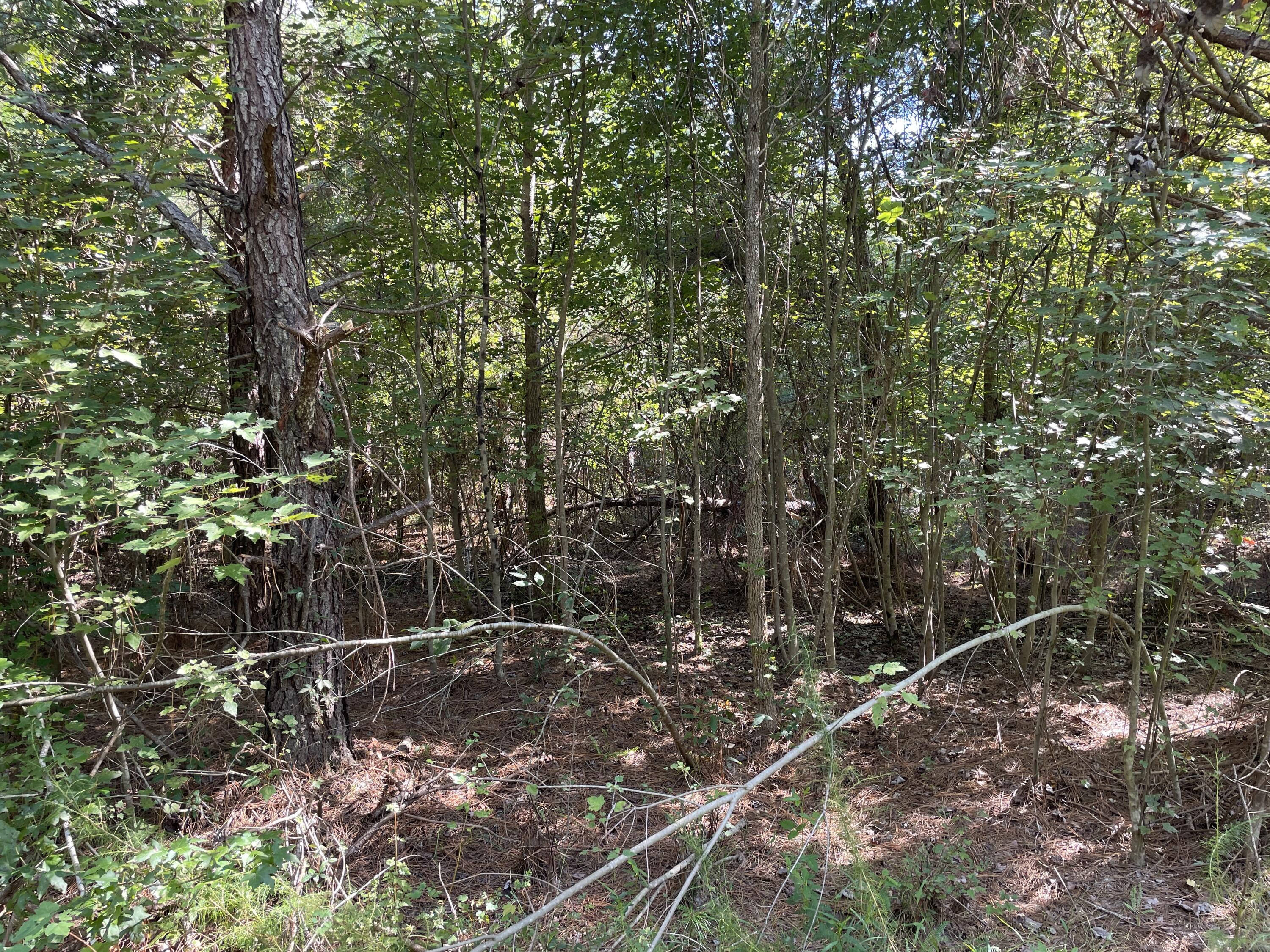 0 Daniel Betty Road Reevesville, SC 29471 - Photo 12 of 24 Photo Sep 15, 15 51 50