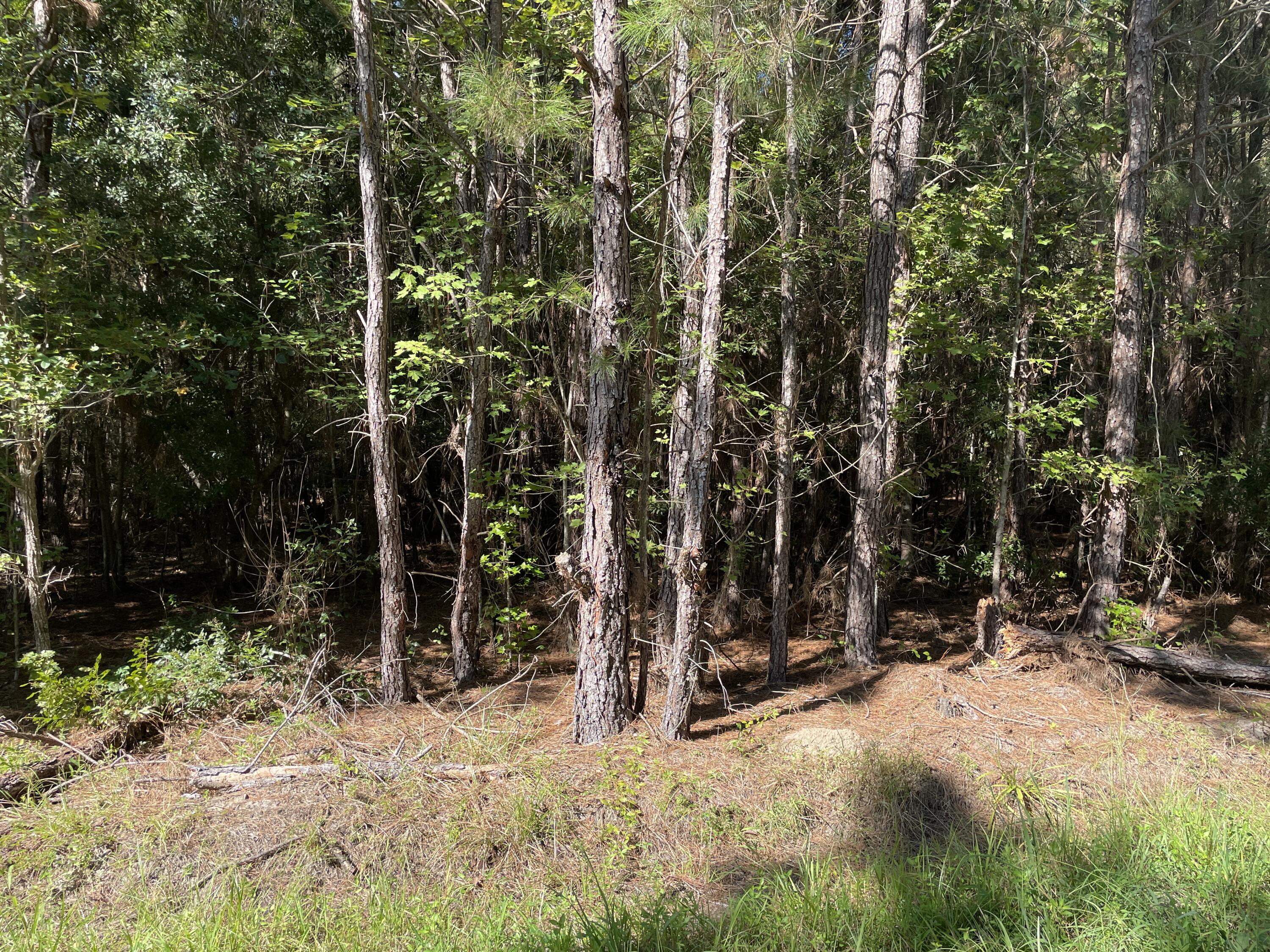 0 Daniel Betty Road Reevesville, SC 29471 - Photo 13 of 24 Photo Sep 15, 15 52 01