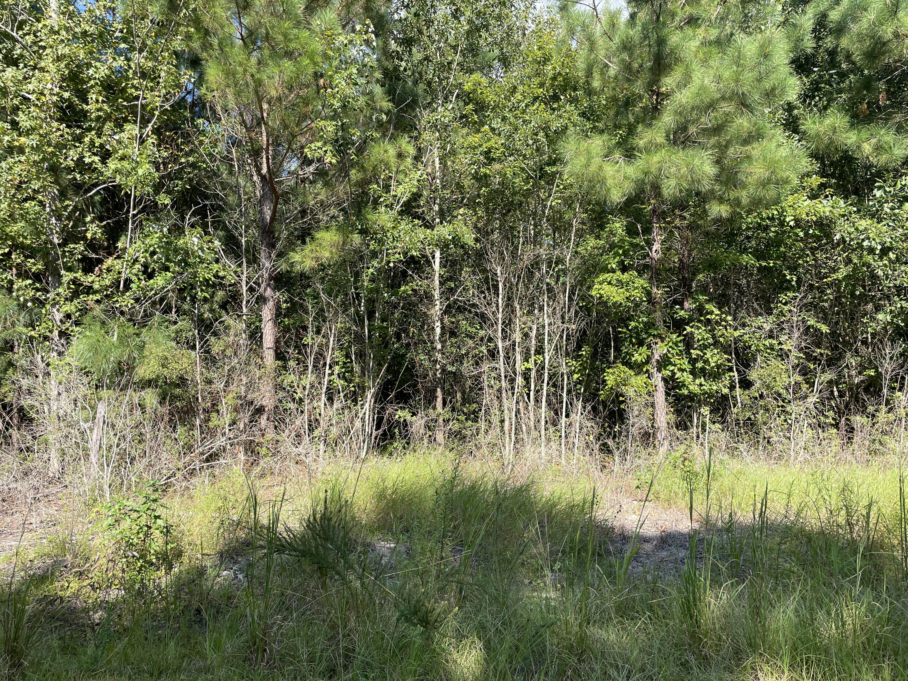 0 Daniel Betty Road Reevesville, SC 29471 - Photo 14 of 24 Photo Sep 15, 15 55 36