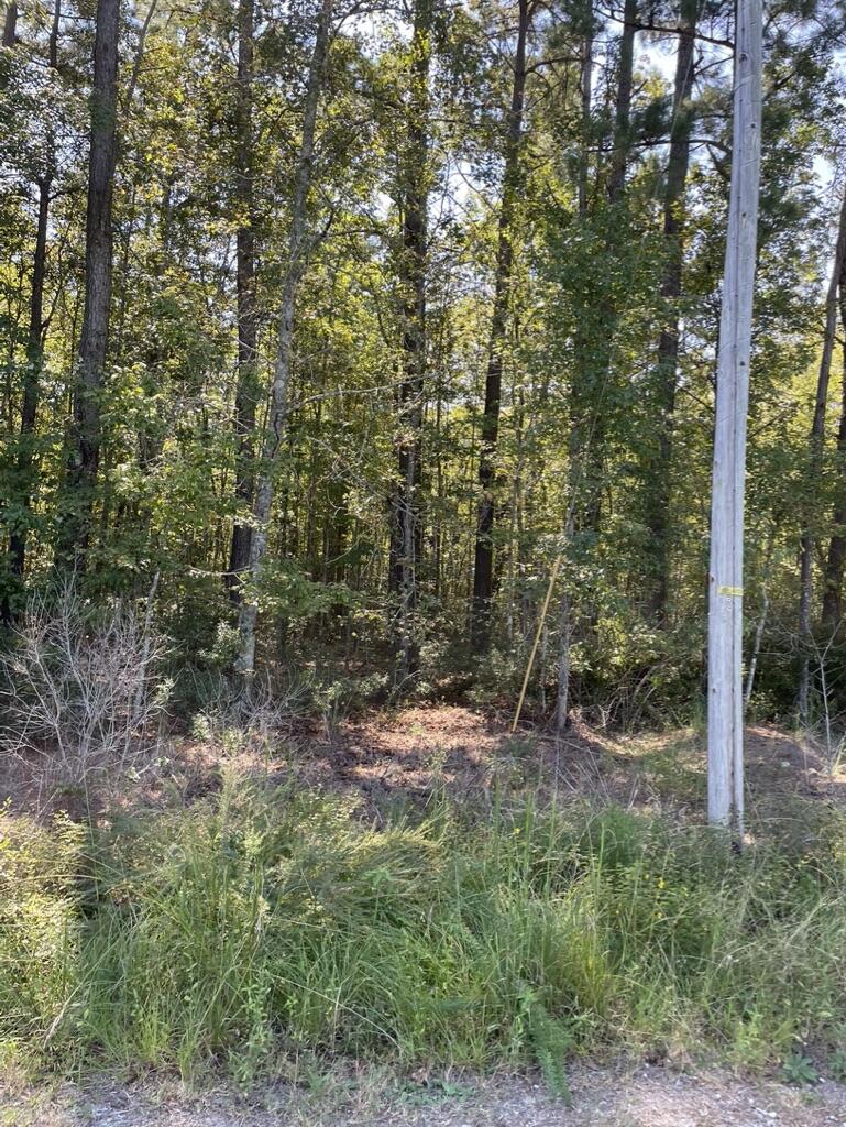 0 Daniel Betty Road Reevesville, SC 29471 - Photo 19 of 24 DC9D2101-39F4-4FA1-8765-9C1F30089246_1_1