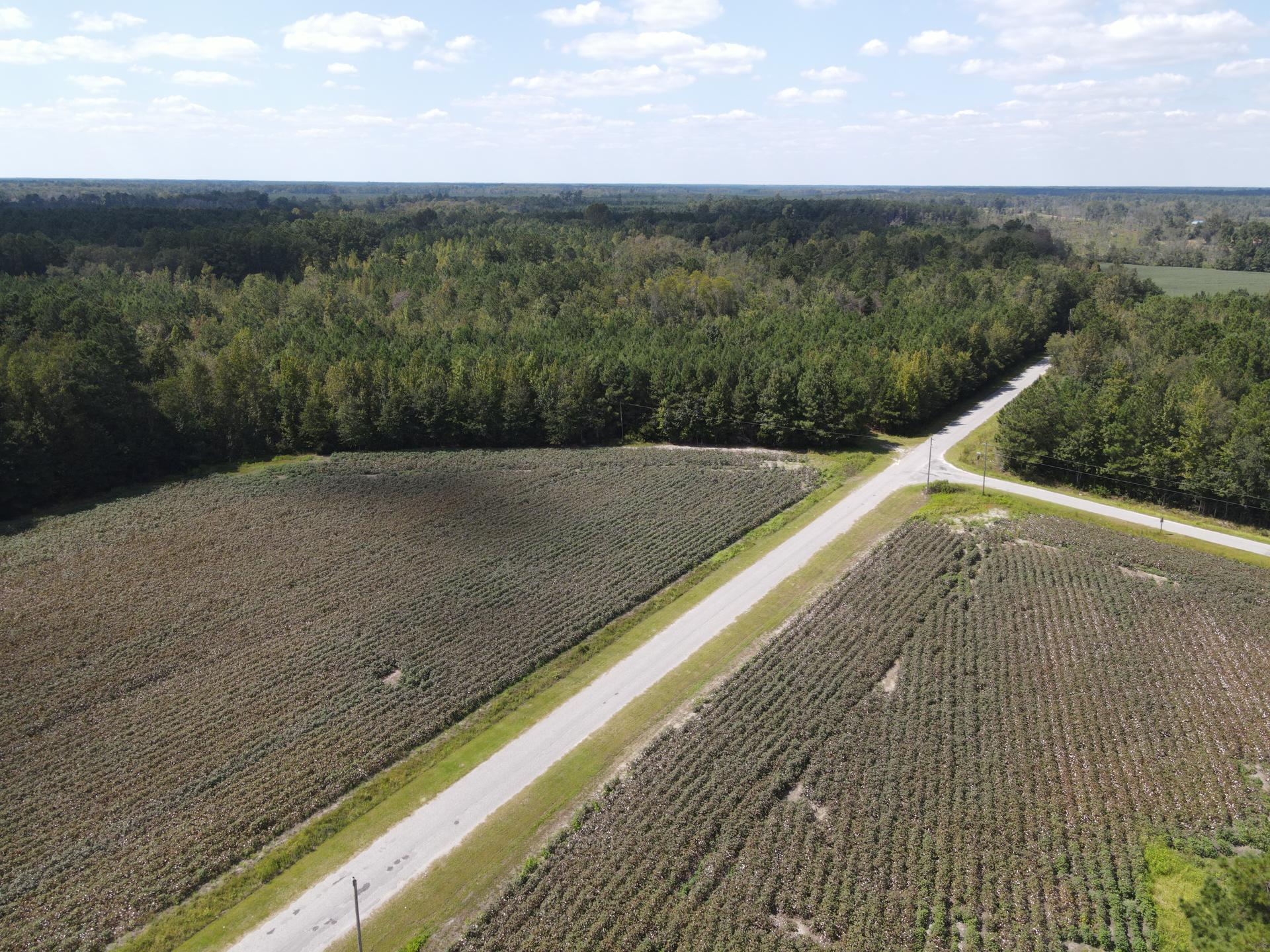 0 Daniel Betty Road Reevesville, SC 29471 - Photo 6 of 24 DJI_0293