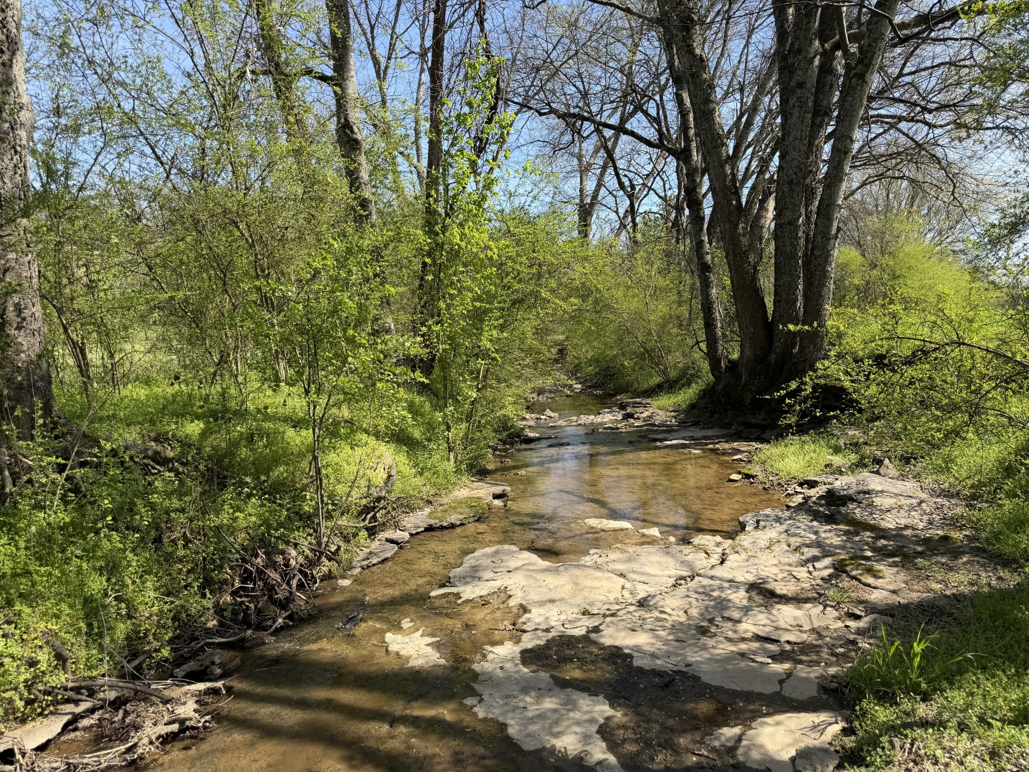 20 Fly Road Santa Fe, TN 38482 - Photo 5 of 22 a view of a tree with a yard