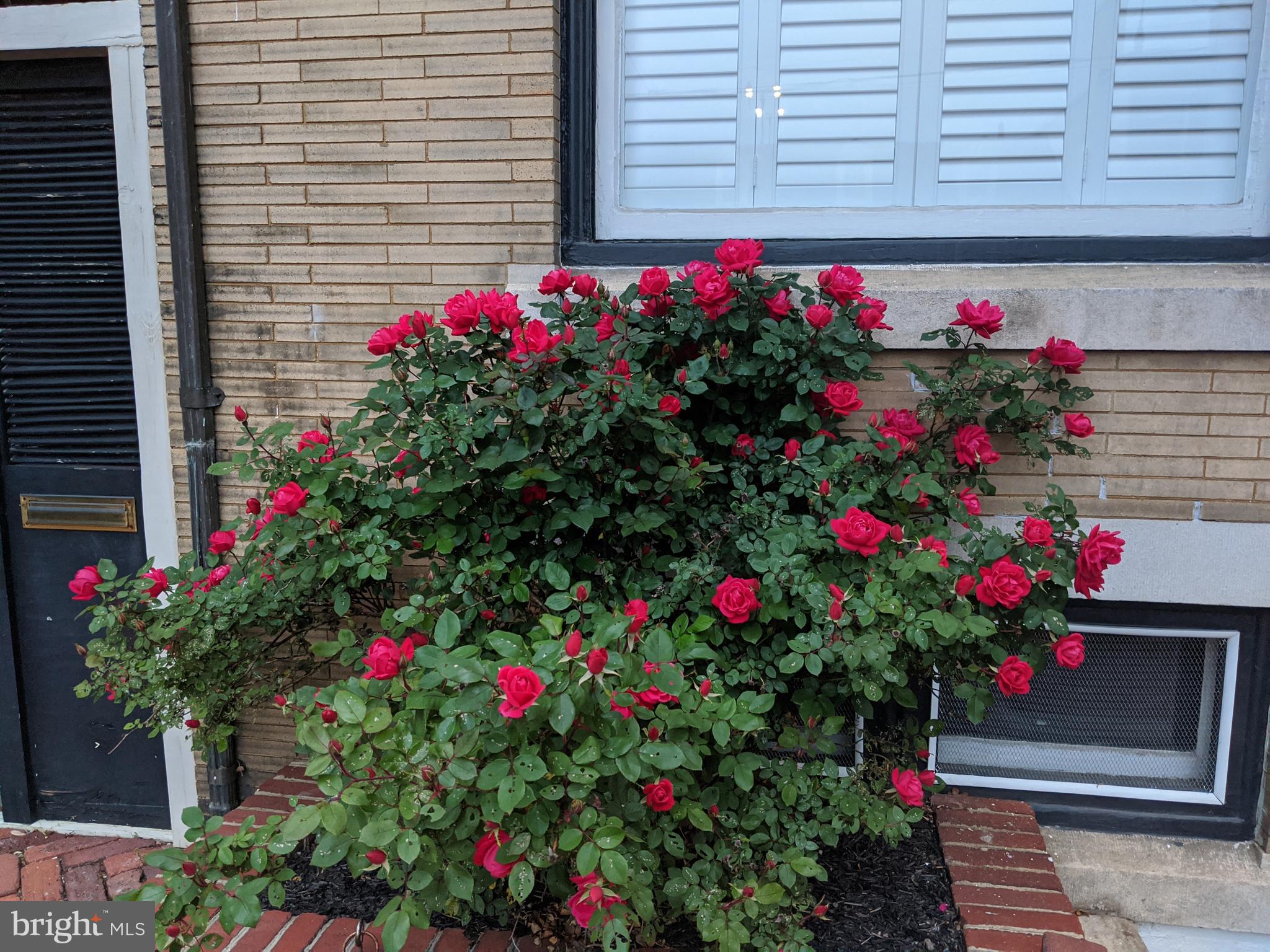 13 East 2nd Street Frederick, MD 21701 - Photo 37 of 64