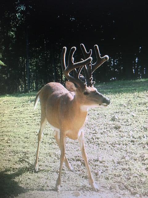3343 Chestnut Grove Road Columbia, KY 42728 - Photo 20 of 21 Gallery Image 20