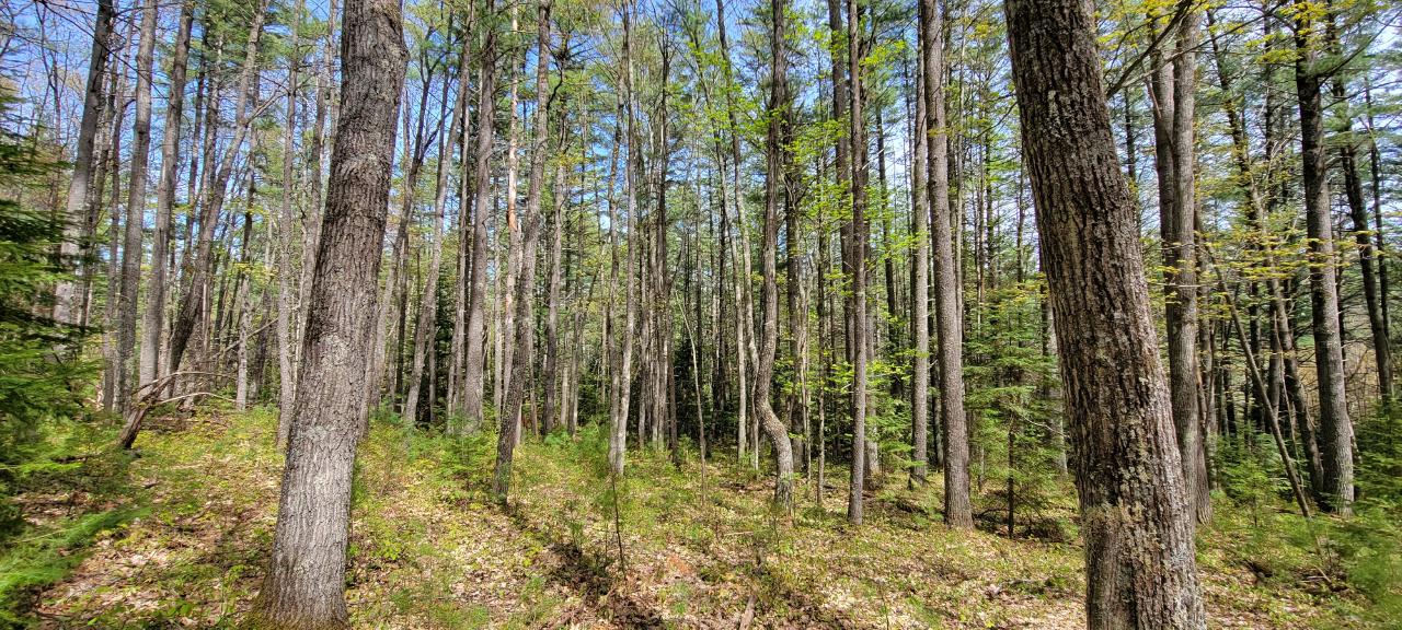 Off Witches Lake Road, Unit LOT 4 Woodruff, WI 54568 - Photo 8 of 39 Gallery Image 8