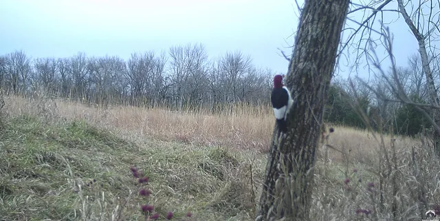 $1,840,000 | 4919 Ferguson Road, Perry, KS 66073