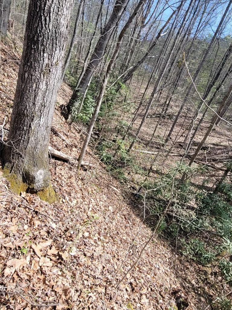31 Butternut Lane Sevierville, TN 37876 - Photo 10 of 20