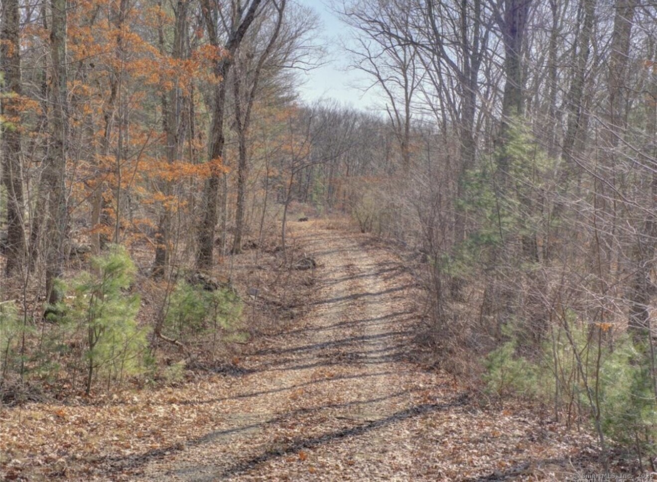 55 Squaw Rock Road Killingly, CT 06239 - Photo 1 of 1 a view of a yard with trees