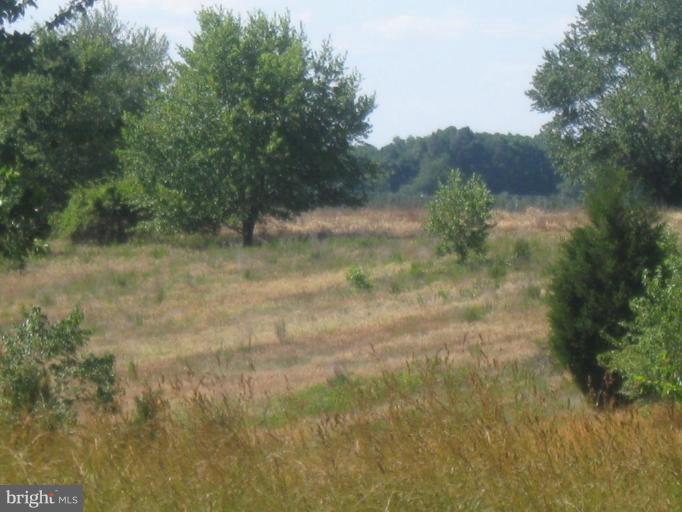 11796 River Road Ridgely, MD 21660 - Photo 23 of 29 Wooded View / Acreage 3