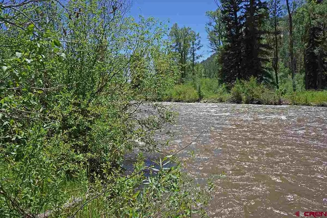 a view of plants and trees in the background