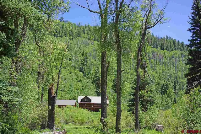 a view of a lush green forest