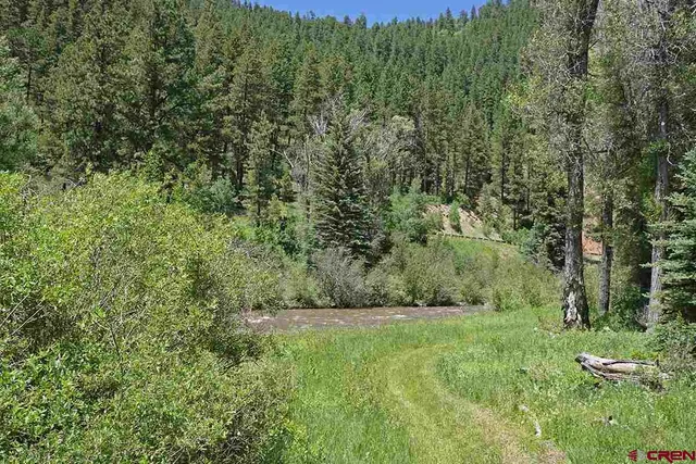 a view of a lush green forest with large trees