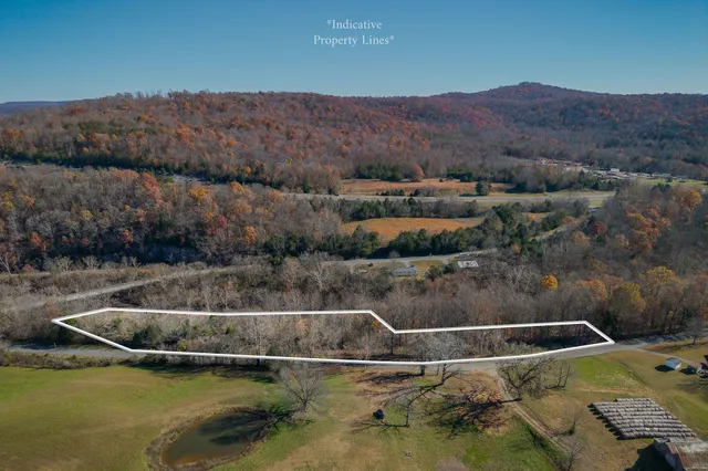 a view of a forest with trees in the background