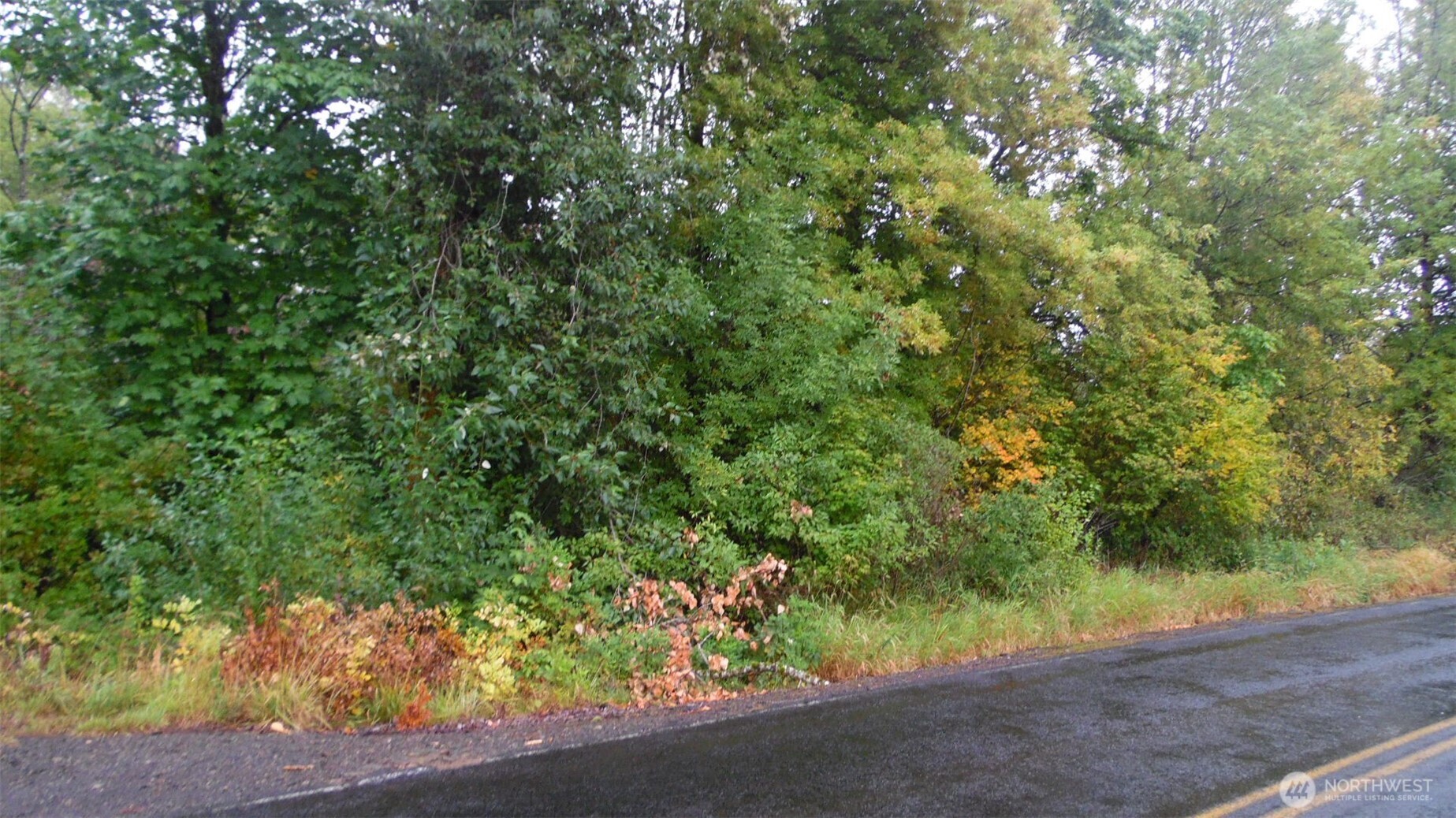 a view of a garden with plants