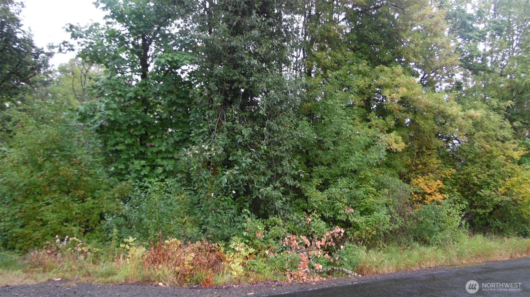 0 View Ridge Road Onalaska, WA 98570 - Photo 3 of 7 a view of a lush green forest