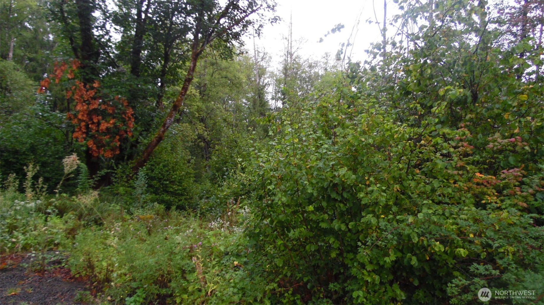 0 View Ridge Road Onalaska, WA 98570 - Photo 6 of 7 a view of a lush green forest