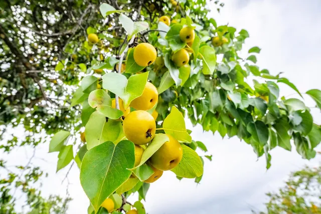 $1,499,000 | 6340 Grizzly Flat Road, Somerset, CA 95684